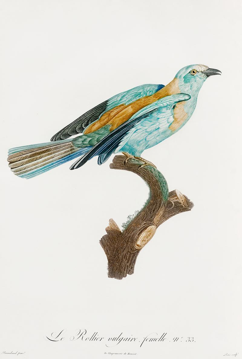 Abyssinian roller, female from Histoire Naturelle des Oiseaux de Paradis et Des Rolliers (1806) by Jacques Barraband (1767-1809). Original from New York public library. Digitally enhanced by rawpixel. Abyssinian roller, female from Histoire Naturelle des Oiseaux de Paradis et Des Rolliers (1806) by Jacques Barraband (1767…
