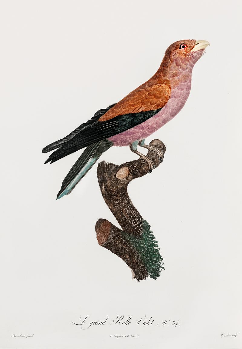 Great violet roller from Histoire Naturelle des Oiseaux de Paradis et Des Rolliers (1806) by Jacques Barraband (1767-1809). Original from New York public library. Digitally enhanced by rawpixel. Great violet roller from Histoire Naturelle des Oiseaux de Paradis et Des Rolliers (1806) by Jacques Barraband (1767-1809).…