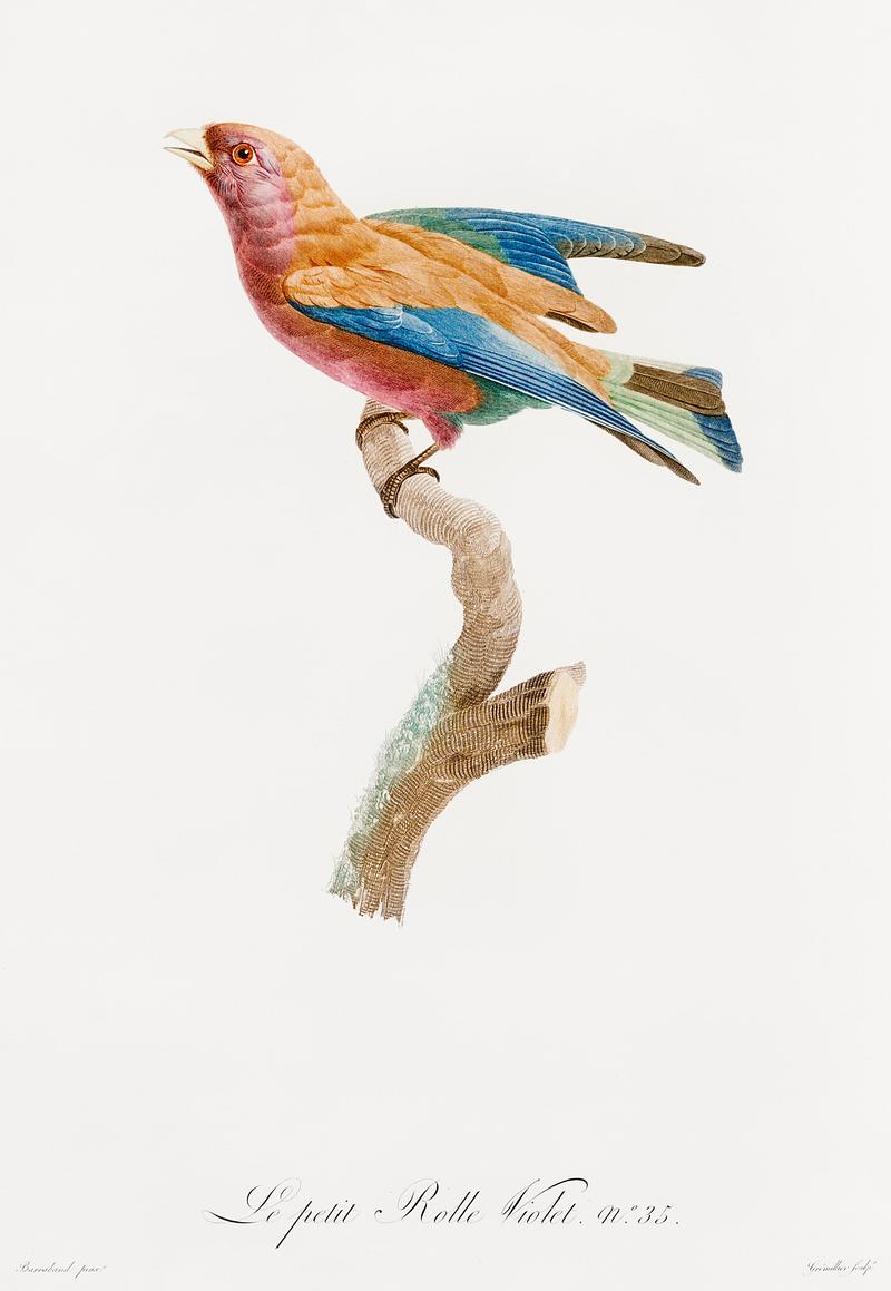 Young violet roller from Histoire Naturelle des Oiseaux de Paradis et Des Rolliers (1806) by Jacques Barraband (1767-1809). Original from New York public library. Digitally enhanced by rawpixel. Young violet roller from Histoire Naturelle des Oiseaux de Paradis et Des Rolliers (1806) by Jacques Barraband (1767-1809).…