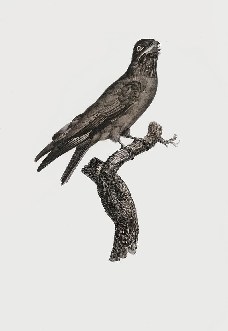 Blue-throated roller from Histoire Naturelle des Oiseaux de Paradis et Des Rolliers (1806) by Jacques Barraband (1767-1809). Original from New York public library. Digitally enhanced by rawpixel. Blue-throated roller from Histoire Naturelle des Oiseaux de Paradis et Des Rolliers (1806) by Jacques Barraband (1767-1809).…