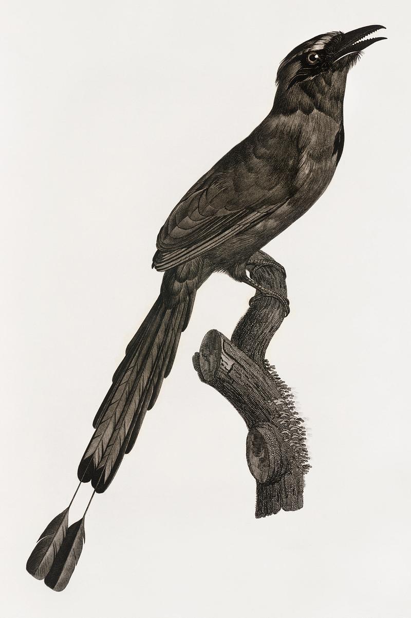 Motmot from Histoire Naturelle des Oiseaux de Paradis et Des Rolliers (1806) by Jacques Barraband (1767-1809). Original from New York public library. Digitally enhanced by rawpixel. Motmot from Histoire Naturelle des Oiseaux de Paradis et Des Rolliers (1806) by Jacques Barraband (1767-1809). Original from…
