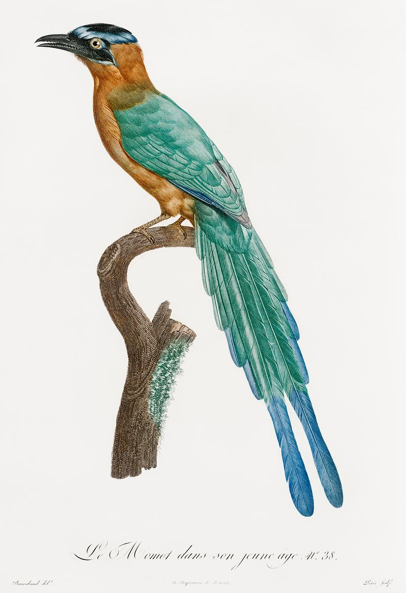 Young motmot from Histoire Naturelle des Oiseaux de Paradis et Des Rolliers (1806) by Jacques Barraband (1767-1809). Original from New York public library. Digitally enhanced by rawpixel. Young motmot from Histoire Naturelle des Oiseaux de Paradis et Des Rolliers (1806) by Jacques Barraband (1767-1809). Original…
