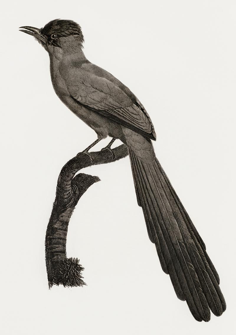 Huon astrapia from Histoire Naturelle des Oiseaux de Paradis et Des Rolliers (1806) by Jacques Barraband (1767-1809). Original from New York public library. Digitally enhanced by rawpixel. Huon astrapia from Histoire Naturelle des Oiseaux de Paradis et Des Rolliers (1806) by Jacques Barraband (1767-1809).…