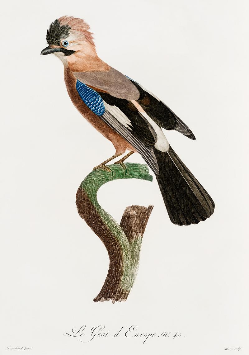 Eurasian Jay from Histoire Naturelle des Oiseaux de Paradis et Des Rolliers (1806) by Jacques Barraband (1767-1809). Original from The New York Public Library. Digitally enhanced by rawpixel. Eurasian Jay from Histoire Naturelle des Oiseaux de Paradis et Des Rolliers (1806) by Jacques Barraband (1767-1809). Original…