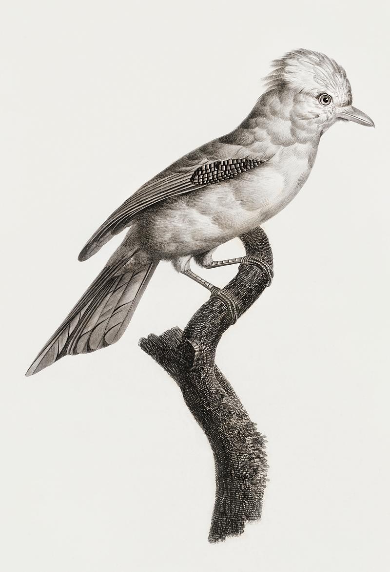 Varied Jay from Histoire Naturelle des Oiseaux de Paradis et Des Rolliers (1806) by Jacques Barraband (1767-1809). Original from New York public library. Digitally enhanced by rawpixel. Varied Jay from Histoire Naturelle des Oiseaux de Paradis et Des Rolliers (1806) by Jacques Barraband (1767-1809). Original…