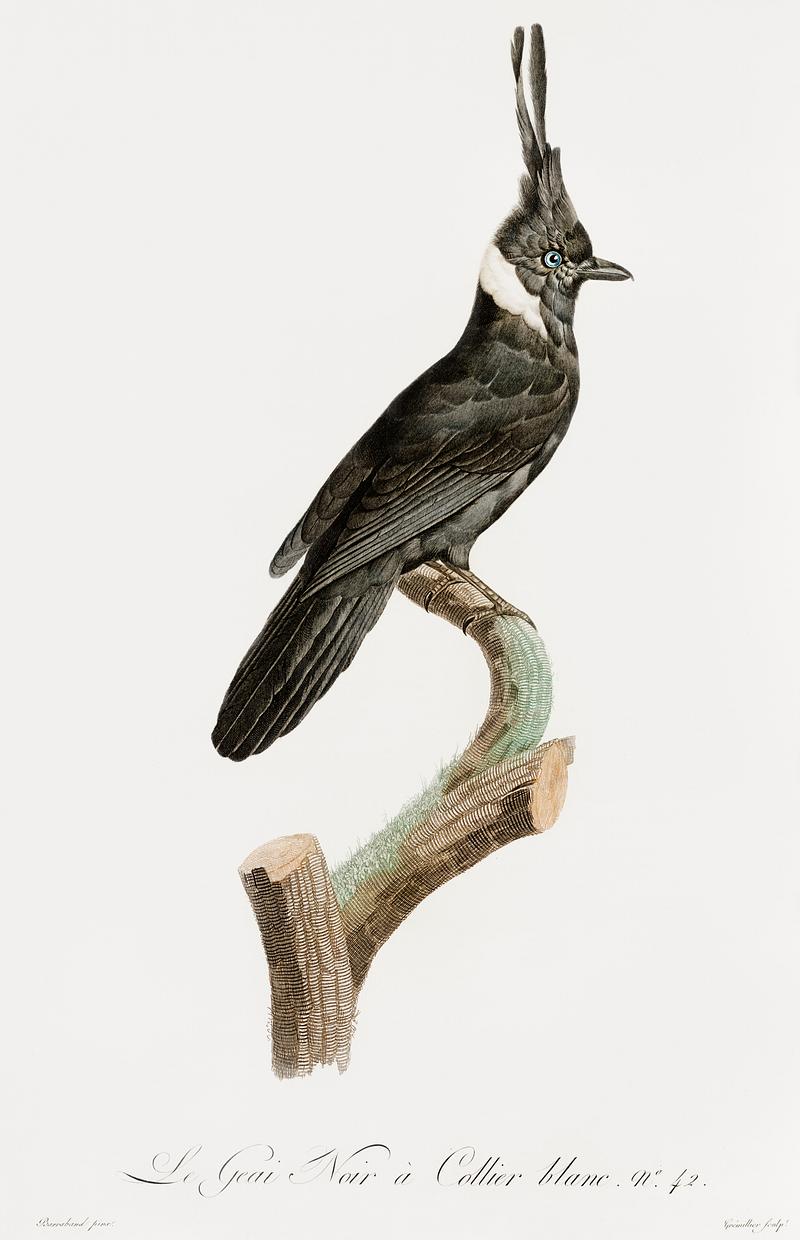 Black Jay with White Collar from Histoire Naturelle des Oiseaux de Paradis et Des Rolliers (1806) by Jacques Barraband (1767-1809). Original from New York public library. Digitally enhanced by rawpixel. Black Jay with White Collar from Histoire Naturelle des Oiseaux de Paradis et Des Rolliers (1806) by Jacques Barraband (1767…