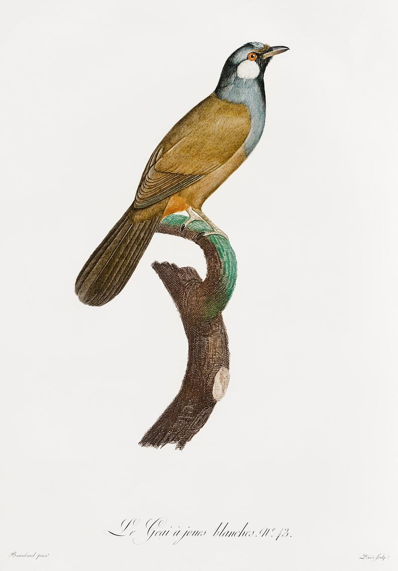 White-cheeked Jay from Histoire Naturelle des Oiseaux de Paradis et Des Rolliers (1806) by Jacques Barraband (1767-1809). Original from New York public library. Digitally enhanced by rawpixel. White-cheeked Jay from Histoire Naturelle des Oiseaux de Paradis et Des Rolliers (1806) by Jacques Barraband (1767-1809).…
