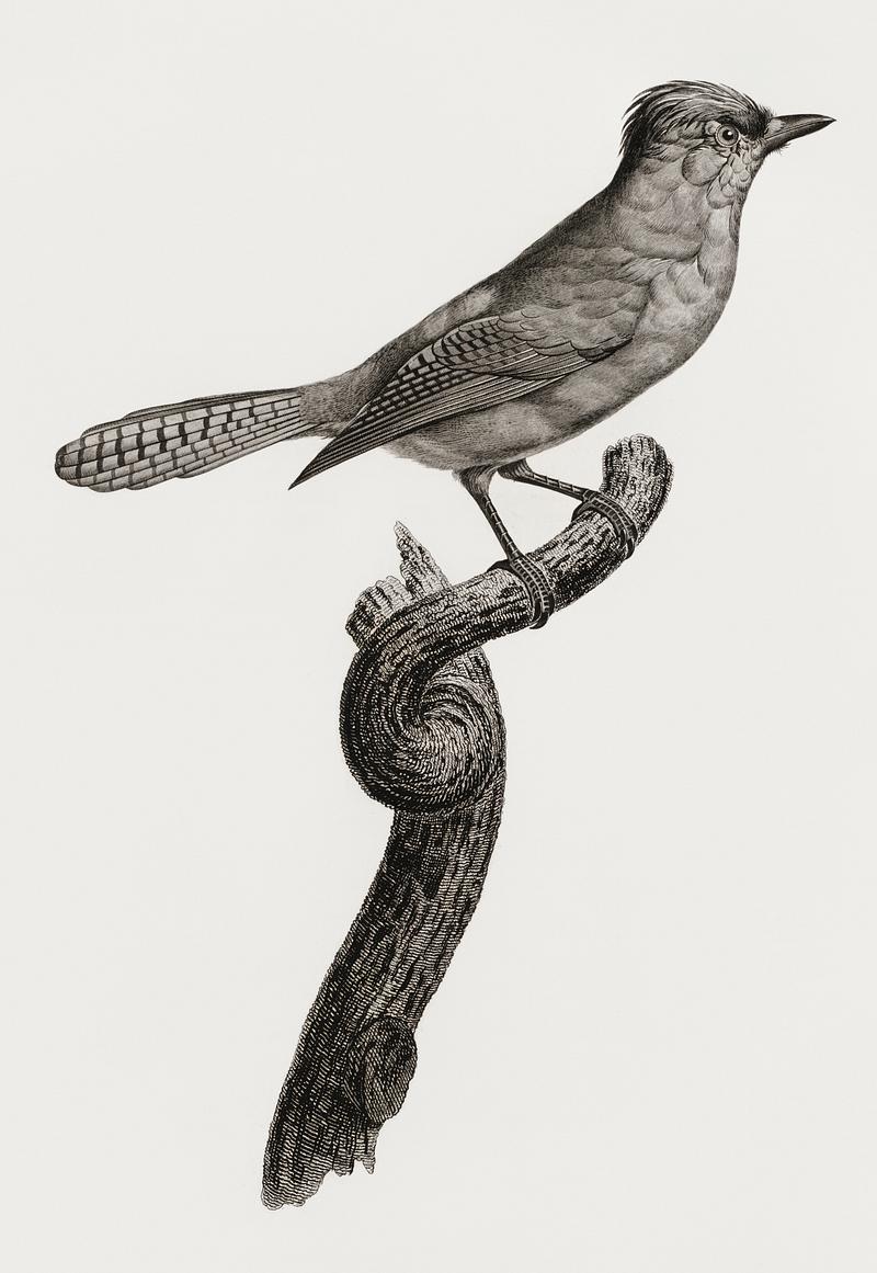 Blue-green jay from Histoire Naturelle des Oiseaux de Paradis et Des Rolliers (1806) by Jacques Barraband (1767-1809). Original from New York public library. Digitally enhanced by rawpixel. Blue-green jay from Histoire Naturelle des Oiseaux de Paradis et Des Rolliers (1806) by Jacques Barraband (1767-1809).…