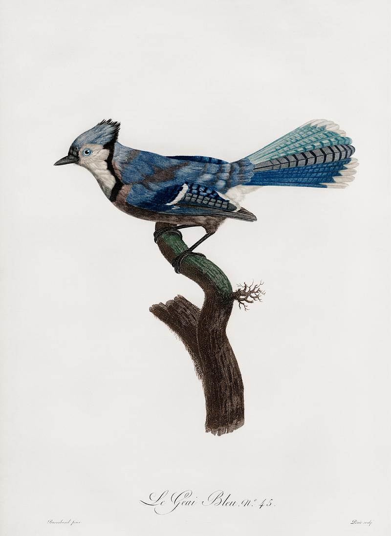 Blue Jay from Histoire Naturelle des Oiseaux de Paradis et Des Rolliers (1806) by Jacques Barraband (1767-1809). Original from New York public library. Digitally enhanced by rawpixel. Blue Jay from Histoire Naturelle des Oiseaux de Paradis et Des Rolliers (1806) by Jacques Barraband (1767-1809). Original…