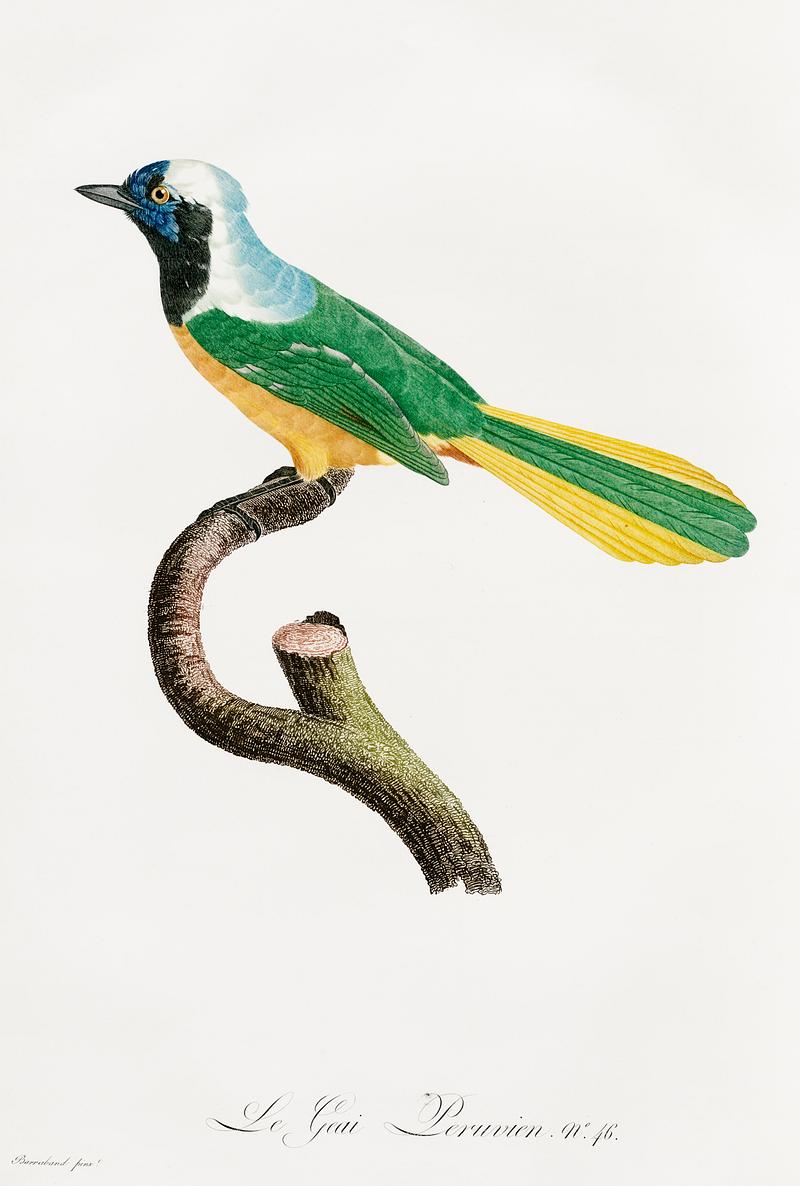 Peruvian Jay from Histoire Naturelle des Oiseaux de Paradis et Des Rolliers (1806) by Jacques Barraband (1767-1809). Original from New York public library. Digitally enhanced by rawpixel. Peruvian Jay from Histoire Naturelle des Oiseaux de Paradis et Des Rolliers (1806) by Jacques Barraband (1767-1809). Original…