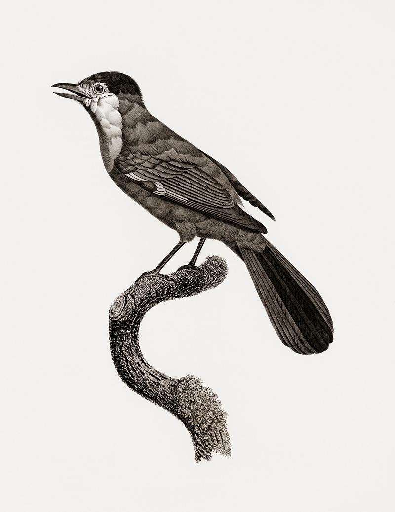 Golden Jay from Histoire Naturelle des Oiseaux de Paradis et Des Rolliers (1806) by Jacques Barraband (1767-1809). Original from New York public library. Digitally enhanced by rawpixel. Golden Jay from Histoire Naturelle des Oiseaux de Paradis et Des Rolliers (1806) by Jacques Barraband (1767-1809). Original…