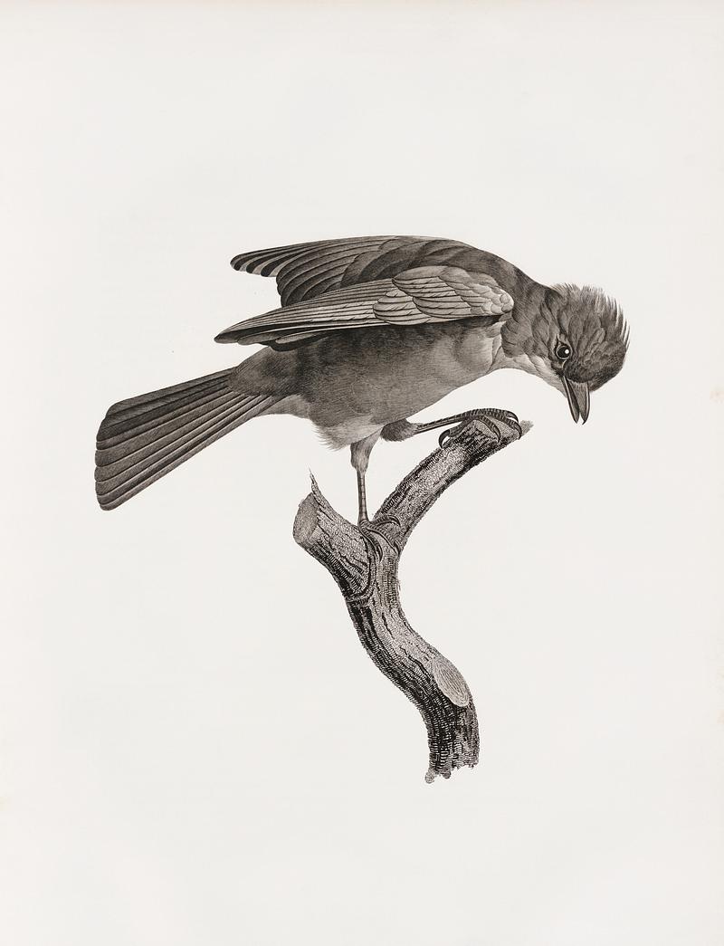 Red-brown Jay from Histoire Naturelle des Oiseaux de Paradis et Des Rolliers (1806) by Jacques Barraband (1767-1809). Original from New York public library. Digitally enhanced by rawpixel. Red-brown Jay from Histoire Naturelle des Oiseaux de Paradis et Des Rolliers (1806) by Jacques Barraband (1767-1809).…