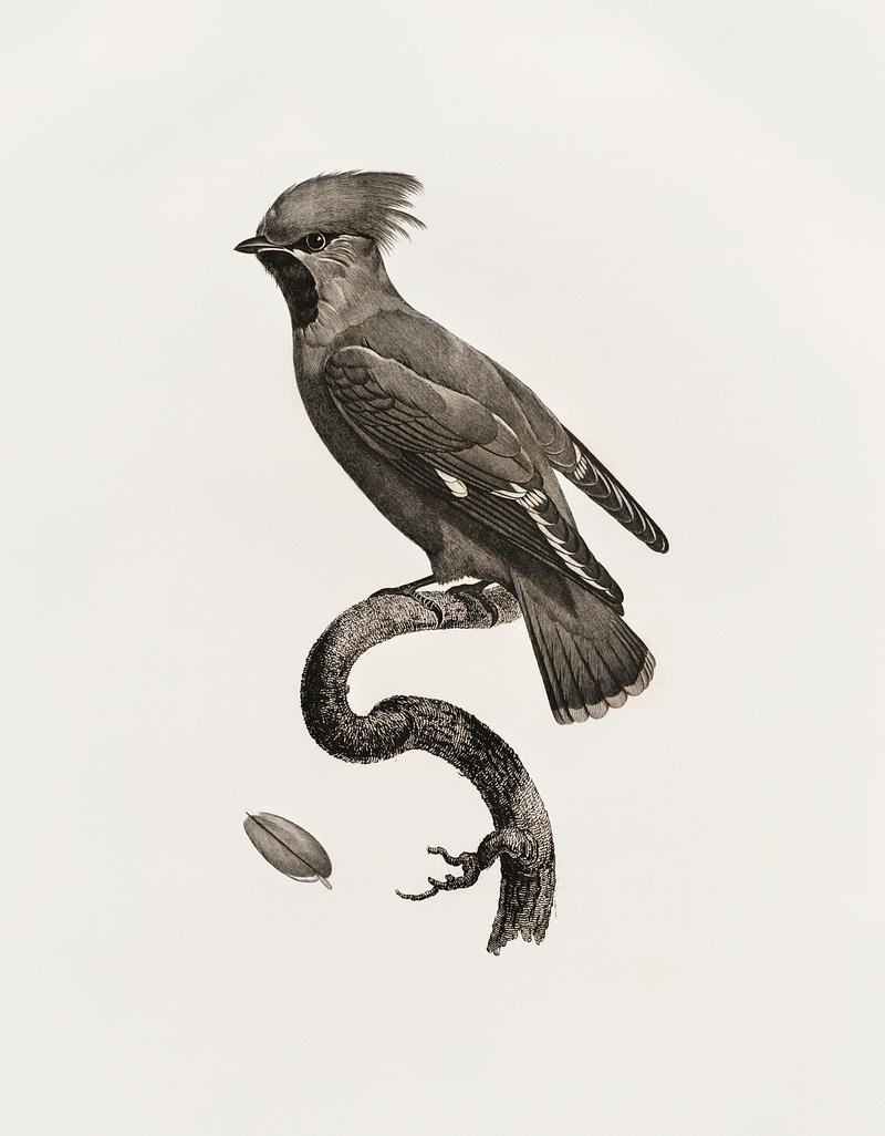 Great Waxwing from Histoire Naturelle des Oiseaux de Paradis et Des Rolliers (1806) by Jacques Barraband (1767-1809). Original from New York public library. Digitally enhanced by rawpixel. Great Waxwing from Histoire Naturelle des Oiseaux de Paradis et Des Rolliers (1806) by Jacques Barraband (1767-1809).…