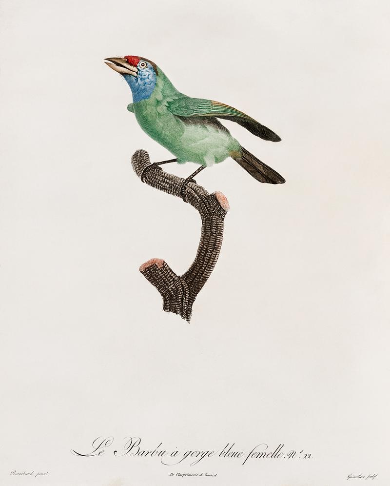 Blue-throated Bearded bee-eater from Histoire Naturelle des Oiseaux de Paradis et Des Rolliers (1806) by Jacques Barraband (1767-1809). Original from New York public library. Digitally enhanced by rawpixel. Blue-throated Bearded bee-eater from Histoire Naturelle des Oiseaux de Paradis et Des Rolliers (1806) by Jacques Barraband…