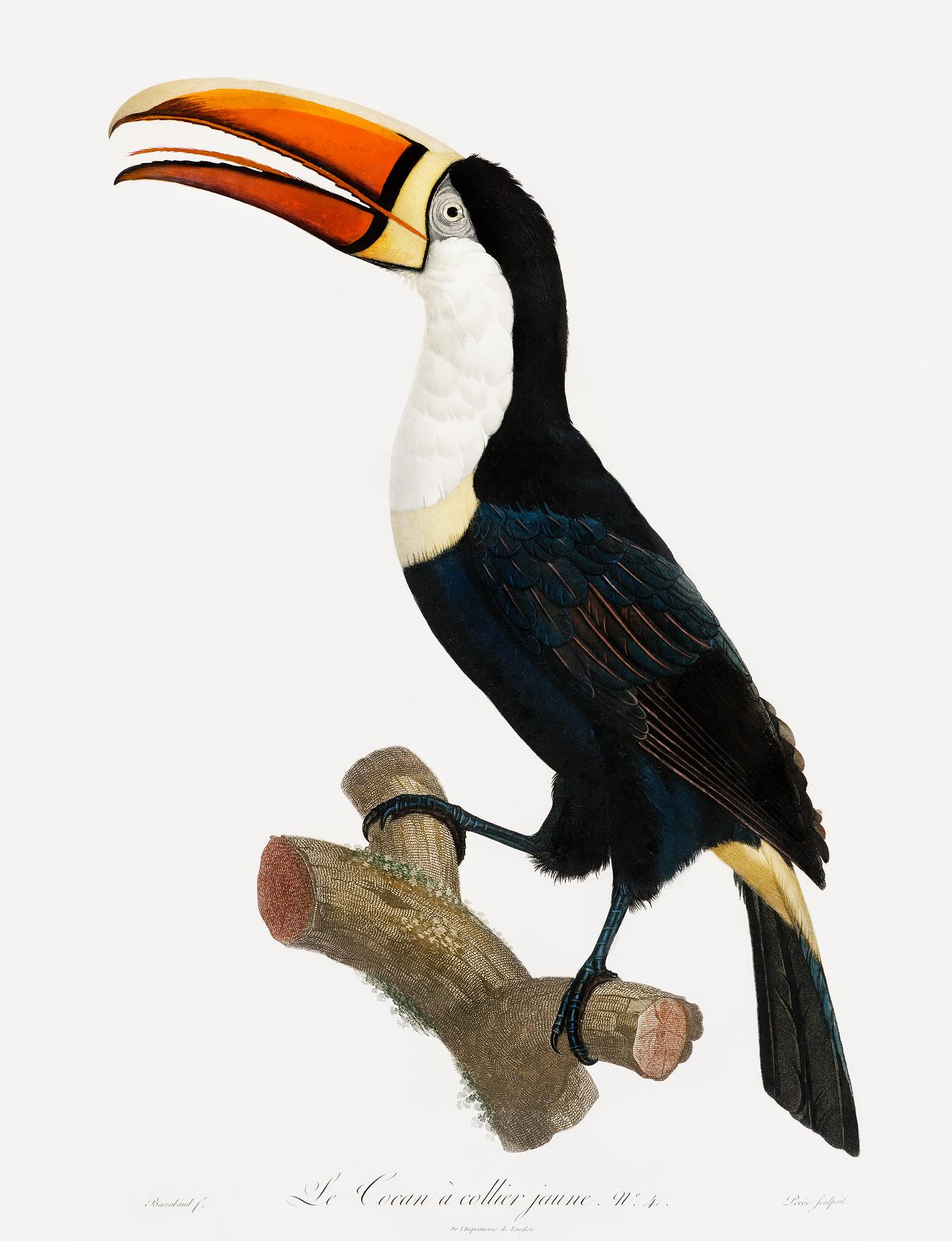 Yellow necklace Toucan from Histoire Naturelle des Oiseaux de Paradis et Des Rolliers (1806) by Jacques Barraband (1767-1809... Yellow necklace Toucan from Histoire Naturelle des Oiseaux de Paradis et Des Rolliers (1806) by Jacques Barraband (1767-1809...