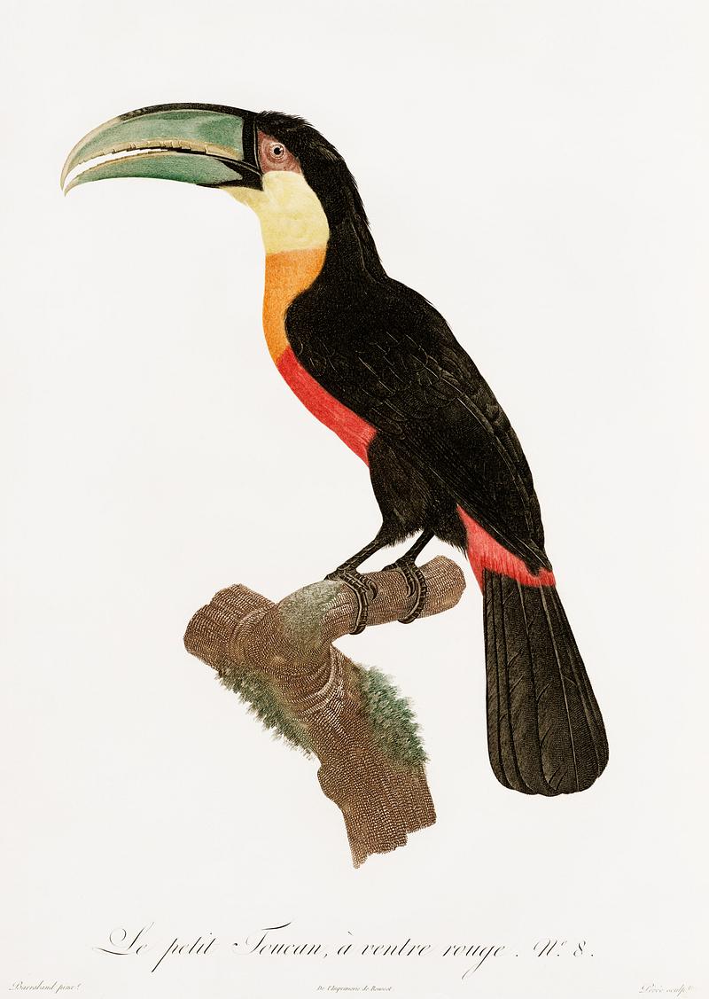 Red-billed Toucan from Histoire Naturelle des Oiseaux de Paradis et Des Rolliers (1806)by Jacques Barraband (1767-1809). Original from New York public library. Digitally enhanced by rawpixel. Red-billed Toucan from Histoire Naturelle des Oiseaux de Paradis et Des Rolliers (1806)by Jacques Barraband (1767-1809).…