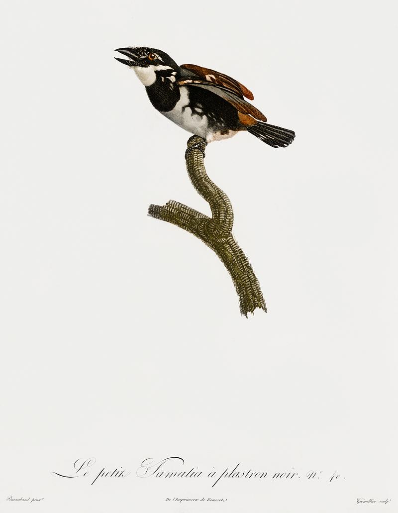 Little Tamatia from Histoire Naturelle des Oiseaux de Paradis et Des Rolliers (1806) by Jacques Barraband (1767-1809). Original from New York public library. Digitally enhanced by rawpixel. Little Tamatia from Histoire Naturelle des Oiseaux de Paradis et Des Rolliers (1806) by Jacques Barraband (1767-1809).…