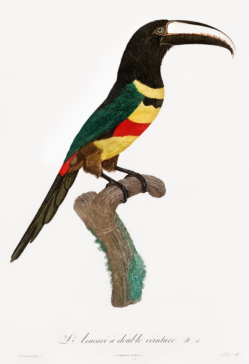 Black-necked Aracari from Histoire Naturelle des Oiseaux de Paradis et Des Rolliers (1806) by Jacques Barraband (1767-1809). Original from New York public library. Digitally enhanced by rawpixel. Black-necked Aracari from Histoire Naturelle des Oiseaux de Paradis et Des Rolliers (1806) by Jacques Barraband (1767-1809).…