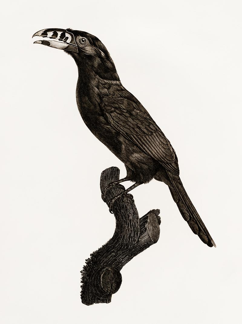 Black-necked Aracari, male from Histoire Naturelle des Oiseaux de Paradis et Des Rolliers (1806) by Jacques Barraband (1767-1809). Original from New York public library. Digitally enhanced by rawpixel. Black-necked Aracari, male from Histoire Naturelle des Oiseaux de Paradis et Des Rolliers (1806) by Jacques Barraband (1767…