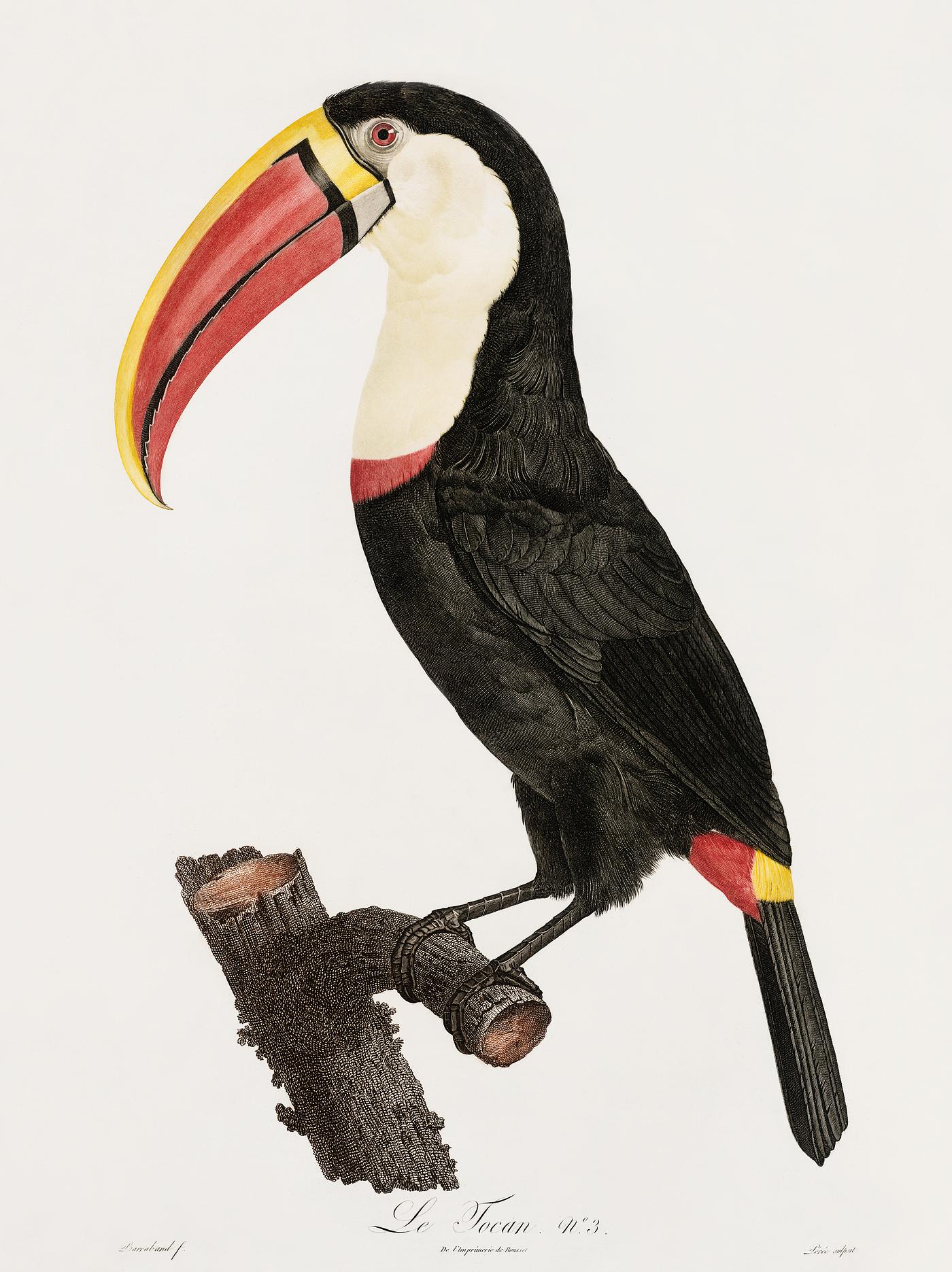 Toucan from Histoire Naturelle des Oiseaux de Paradis et Des Rolliers (1806) by Jacques Barraband (1767-1809). Original from... Toucan from Histoire Naturelle des Oiseaux de Paradis et Des Rolliers (1806) by Jacques Barraband (1767-1809). Original from...