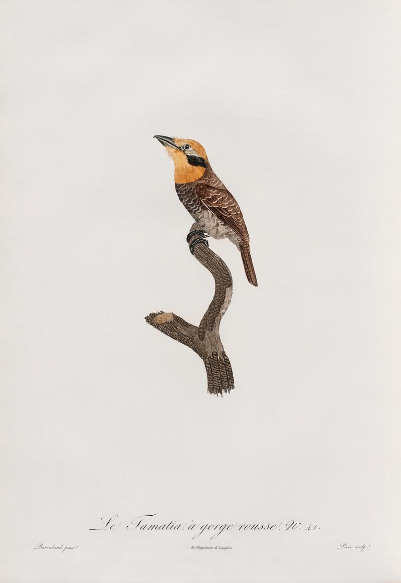 Russet-throated puffbird from Histoire Naturelle des Oiseaux de Paradis et Des Rolliers (1806) by Jacques Barraband (1767-1809). Original from New York public library. Digitally enhanced by rawpixel. Russet-throated puffbird from Histoire Naturelle des Oiseaux de Paradis et Des Rolliers (1806) by Jacques Barraband (1767…