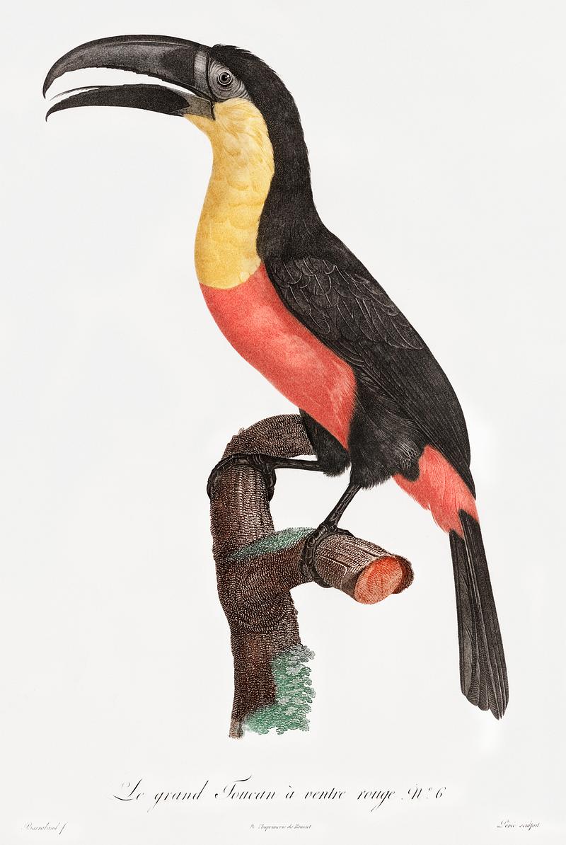 Green-billed toucan from Histoire Naturelle des Oiseaux de Paradis et Des Rolliers (1806) by Jacques Barraband (1767-1809). Original from New York public library. Digitally enhanced by rawpixel. Green-billed toucan from Histoire Naturelle des Oiseaux de Paradis et Des Rolliers (1806) by Jacques Barraband (1767-1809).…