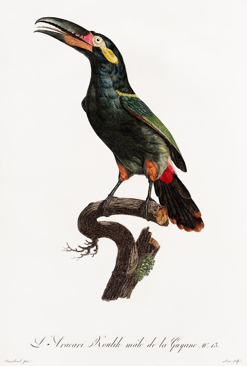 Black-necked Aracari from Histoire Naturelle des Oiseaux de Paradis et Des Rolliers (1806) by Jacques Barraband (1767-1809). Original from New York public library. Digitally enhanced by rawpixel. Black-necked Aracari from Histoire Naturelle des Oiseaux de Paradis et Des Rolliers (1806) by Jacques Barraband (1767-1809).…