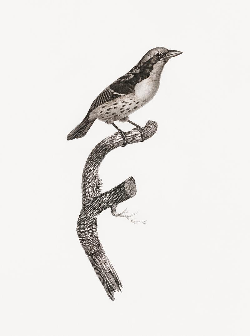Orange-billed sparrow from Histoire Naturelle des Oiseaux de Paradis et Des Rolliers (1806) by Jacques Barraband (1767-1809). Original from New York public library. Digitally enhanced by rawpixel. Orange-billed sparrow from Histoire Naturelle des Oiseaux de Paradis et Des Rolliers (1806) by Jacques Barraband (1767-1809).…