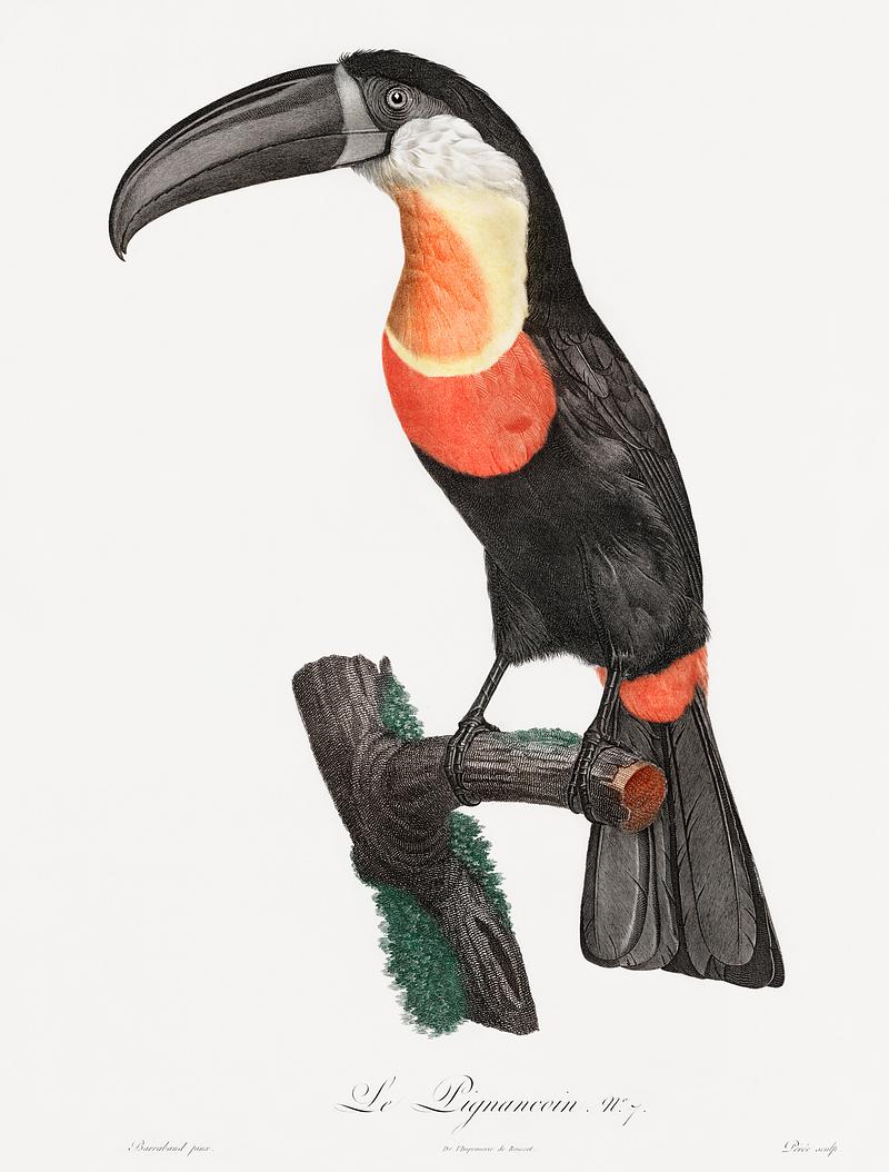 Green-billed toucan from Histoire Naturelle des Oiseaux de Paradis et Des Rolliers (1806) by Jacques Barraband (1767-1809). Original from New York public library. Digitally enhanced by rawpixel. Green-billed toucan from Histoire Naturelle des Oiseaux de Paradis et Des Rolliers (1806) by Jacques Barraband (1767-1809).…