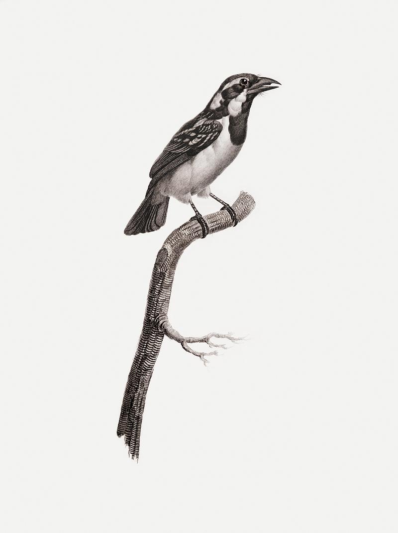 Black-throated sparrow from Histoire Naturelle des Oiseaux de Paradis et Des Rolliers (1806) by Jacques Barraband (1767-1809). Original from New York public library. Digitally enhanced by rawpixel. Black-throated sparrow from Histoire Naturelle des Oiseaux de Paradis et Des Rolliers (1806) by Jacques Barraband (1767…