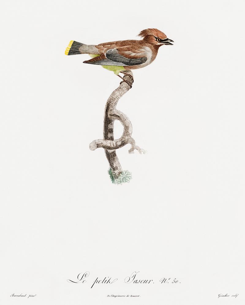 Little jay from Histoire Naturelle des Oiseaux de Paradis et Des Rolliers (1806) by Jacques Barraband (1767-1809). Original from New York public library. Digitally enhanced by rawpixel. Little jay from Histoire Naturelle des Oiseaux de Paradis et Des Rolliers (1806) by Jacques Barraband (1767-1809). Original…