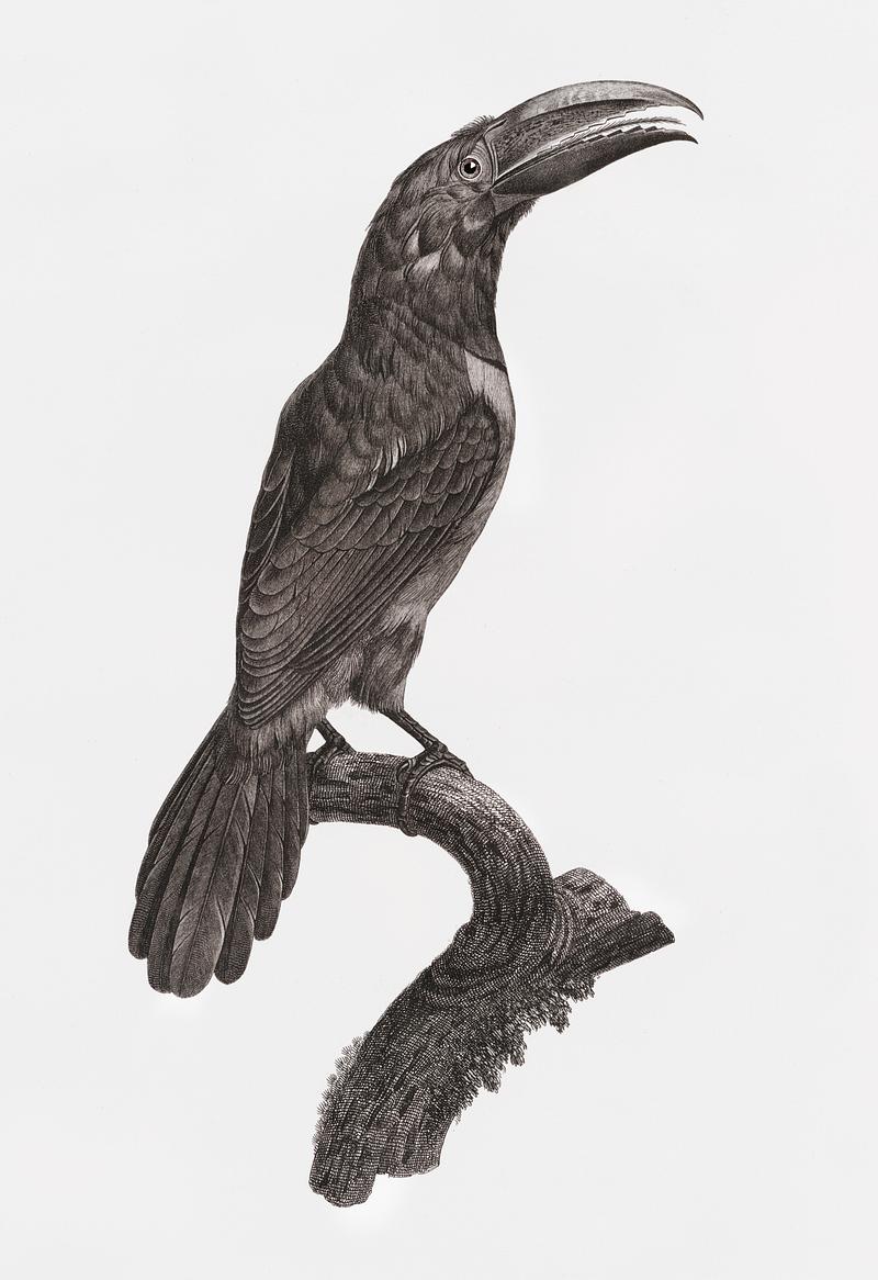 Green aracari from Histoire Naturelle des Oiseaux de Paradis et Des Rolliers (1806) by Jacques Barraband (1767-1809). Original from New York public library. Digitally enhanced by rawpixel. Green aracari from Histoire Naturelle des Oiseaux de Paradis et Des Rolliers (1806) by Jacques Barraband (1767-1809).…