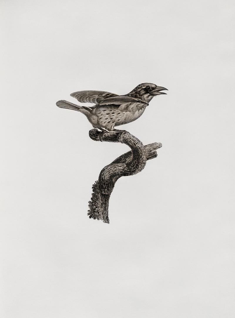 Bearded tachuri from Histoire Naturelle des Oiseaux de Paradis et Des Rolliers (1806) by Jacques Barraband (1767-1809). Original from New York public library. Digitally enhanced by rawpixel. Bearded tachuri from Histoire Naturelle des Oiseaux de Paradis et Des Rolliers (1806) by Jacques Barraband (1767-1809).…