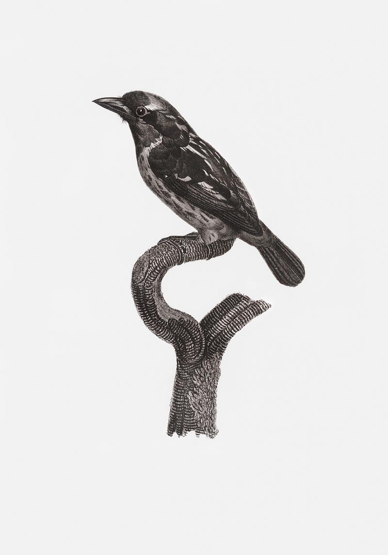 Bearded tachuri from Histoire Naturelle des Oiseaux de Paradis et Des Rolliers (1806) by Jacques Barraband (1767-1809). Original from New York public library. Digitally enhanced by rawpixel. Bearded tachuri from Histoire Naturelle des Oiseaux de Paradis et Des Rolliers (1806) by Jacques Barraband (1767-1809).…