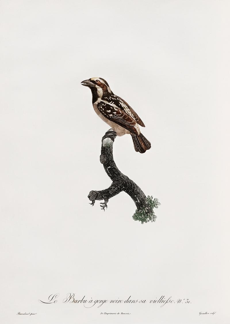 Old braeded tachuri from Histoire Naturelle des Oiseaux de Paradis et Des Rolliers (1806) by Jacques Barraband (1767-1809). Original from New York public library. Digitally enhanced by rawpixel. Old braeded tachuri from Histoire Naturelle des Oiseaux de Paradis et Des Rolliers (1806) by Jacques Barraband (1767-1809).…