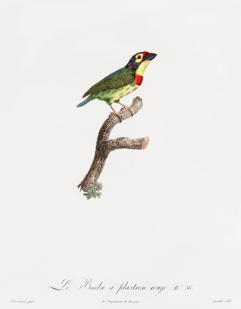 Coppersmith barbet from Histoire Naturelle des Oiseaux de Paradis et Des Rolliers (1806) by Jacques Barraband (1767-1809). Original from New York public library. Digitally enhanced by rawpixel. Coppersmith barbet from Histoire Naturelle des Oiseaux de Paradis et Des Rolliers (1806) by Jacques Barraband (1767-1809).…