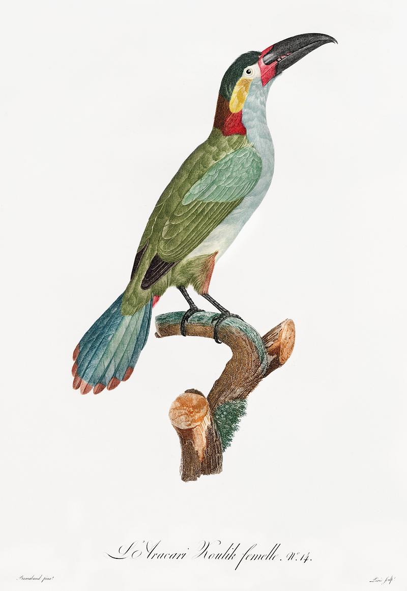 Black-necked Aracari, female from Histoire Naturelle des Oiseaux de Paradis et Des Rolliers (1806) by Jacques Barraband (1767-1809). Original from New York public library. Digitally enhanced by rawpixel. Black-necked Aracari, female from Histoire Naturelle des Oiseaux de Paradis et Des Rolliers (1806) by Jacques Barraband (1767…