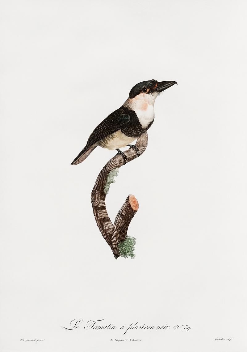 Black-billed Tamatia from Histoire Naturelle des Oiseaux de Paradis et Des Rolliers (1806) by Jacques Barraband (1767-1809). Original from New York public library. Digitally enhanced by rawpixel. Black-billed Tamatia from Histoire Naturelle des Oiseaux de Paradis et Des Rolliers (1806) by Jacques Barraband (1767-1809).…
