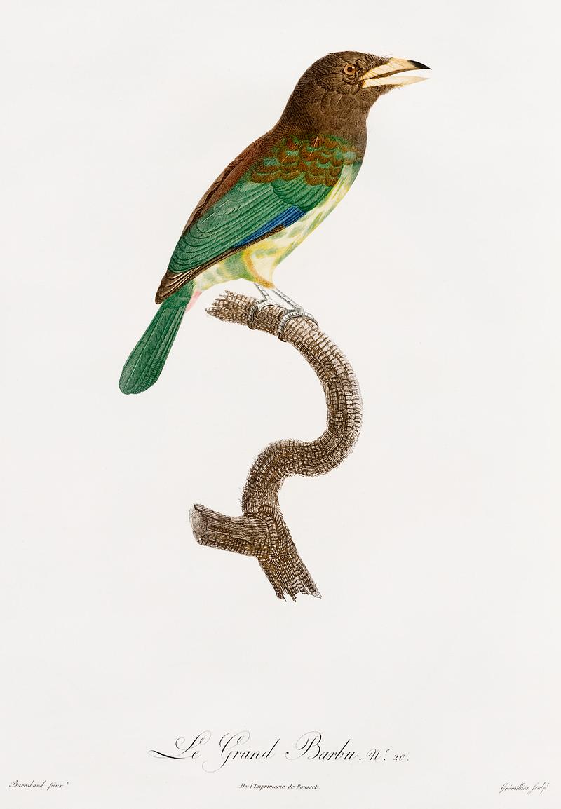 Great barbet from Histoire Naturelle des Oiseaux de Paradis et Des Rolliers (1806) by Jacques Barraband (1767-1809). Original from New York public library. Digitally enhanced by rawpixel. Great barbet from Histoire Naturelle des Oiseaux de Paradis et Des Rolliers (1806) by Jacques Barraband (1767-1809). Original…