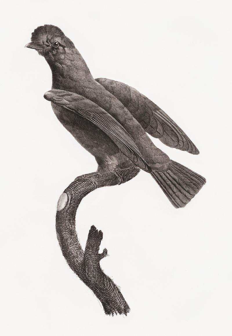 Guianan cock-of-the-rock, female from Histoire Naturelle des Oiseaux de Paradis et Des Rolliers (1806) by Jacques Barraband (1767-1809). Original from New York public library. Digitally enhanced by rawpixel. Guianan cock-of-the-rock, female from Histoire Naturelle des Oiseaux de Paradis et Des Rolliers (1806) by Jacques Barraband…