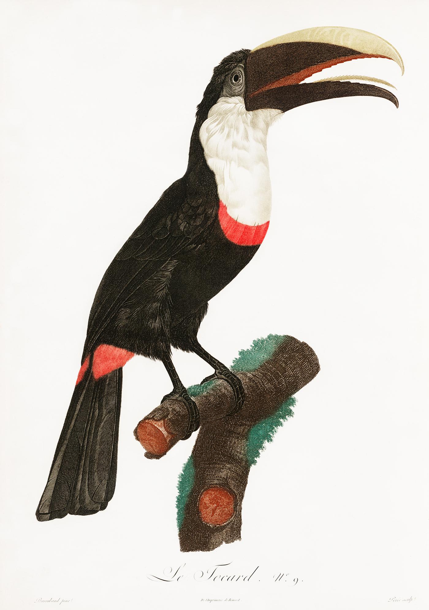 Toco toucan from Histoire Naturelle des Oiseaux de Paradis et Des Rolliers (1806) by Jacques Barraband (1767-1809). Original... Toco toucan from Histoire Naturelle des Oiseaux de Paradis et Des Rolliers (1806) by Jacques Barraband (1767-1809). Original...
