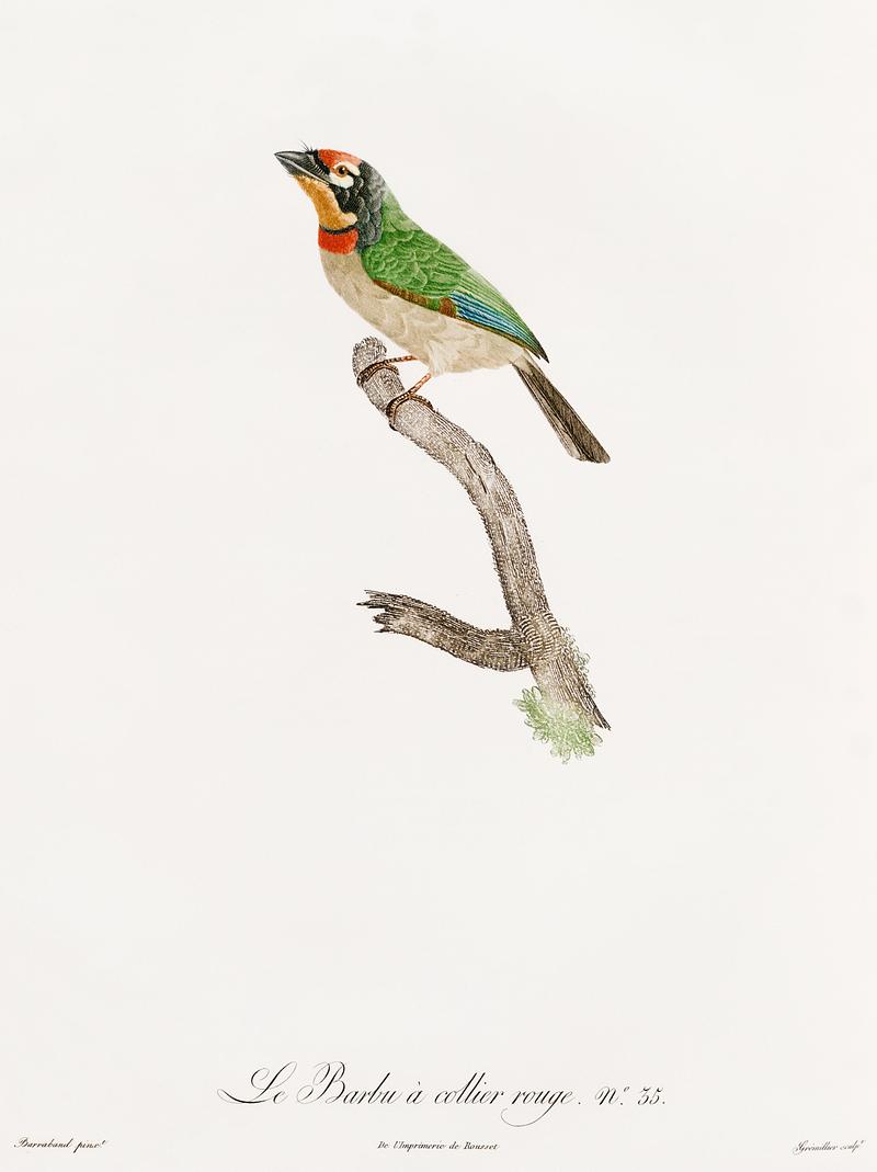 Black-collared barbet from Histoire Naturelle des Oiseaux de Paradis et Des Rolliers (1806) by Jacques Barraband (1767-1809). Original from New York public library. Digitally enhanced by rawpixel. Black-collared barbet from Histoire Naturelle des Oiseaux de Paradis et Des Rolliers (1806) by Jacques Barraband (1767-1809).…