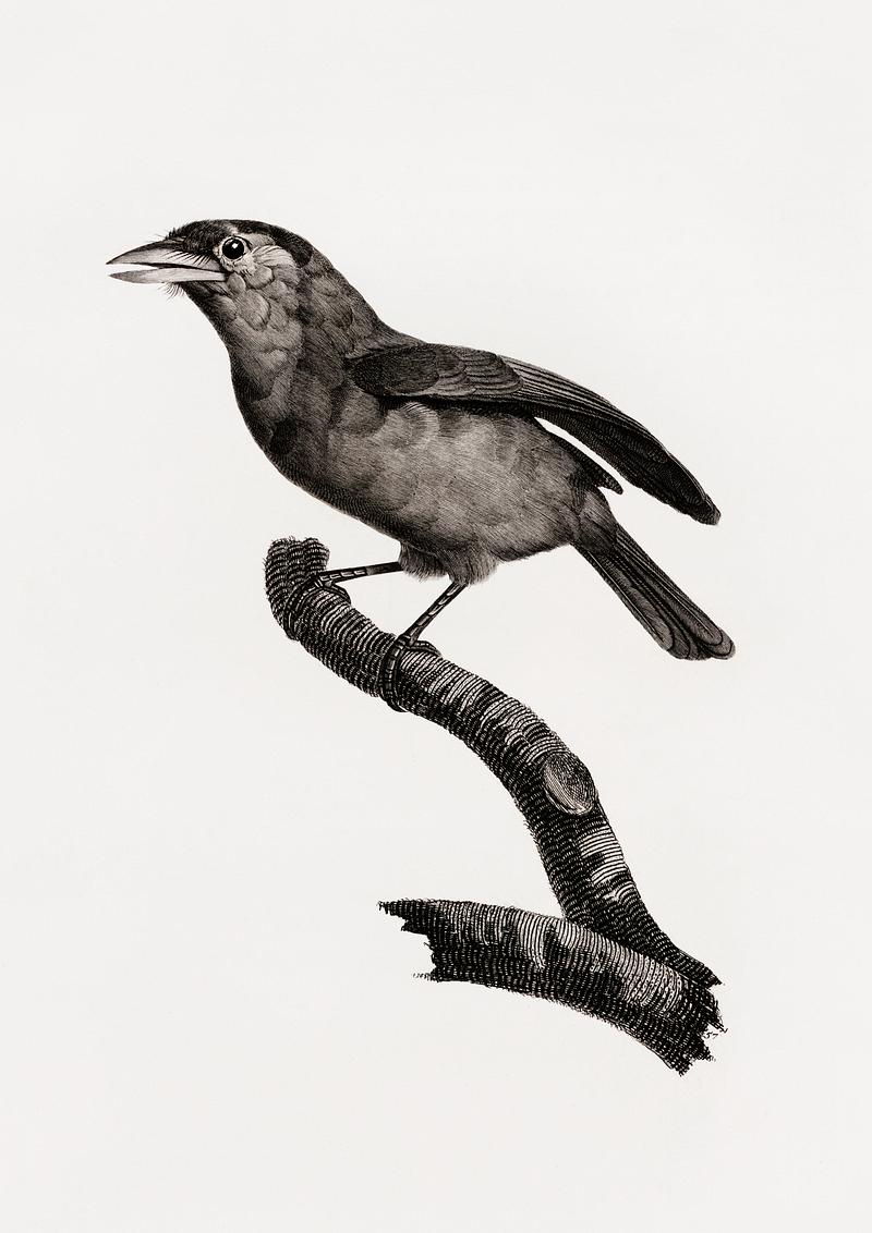 Blue-throated barbet from Histoire Naturelle des Oiseaux de Paradis et Des Rolliers (1806) by Jacques Barraband (1767-1809). Original from New York public library. Digitally enhanced by rawpixel. Blue-throated barbet from Histoire Naturelle des Oiseaux de Paradis et Des Rolliers (1806) by Jacques Barraband (1767-1809).…
