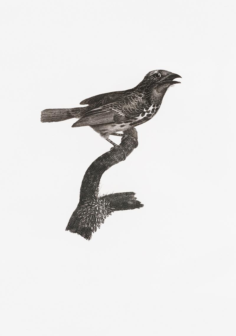 Gilded barbet from Histoire Naturelle des Oiseaux de Paradis et Des Rolliers (1806) by Jacques Barraband (1767-1809). Original from New York public library. Digitally enhanced by rawpixel. Gilded barbet from Histoire Naturelle des Oiseaux de Paradis et Des Rolliers (1806) by Jacques Barraband (1767-1809).…