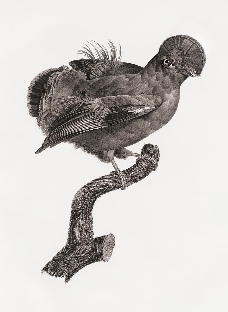 Guianan cock-of-the-rock, male from Histoire Naturelle des Oiseaux de Paradis et Des Rolliers (1806) by Jacques Barraband (1767-1809). Original from New York public library. Digitally enhanced by rawpixel. Guianan cock-of-the-rock, male from Histoire Naturelle des Oiseaux de Paradis et Des Rolliers (1806) by Jacques Barraband…