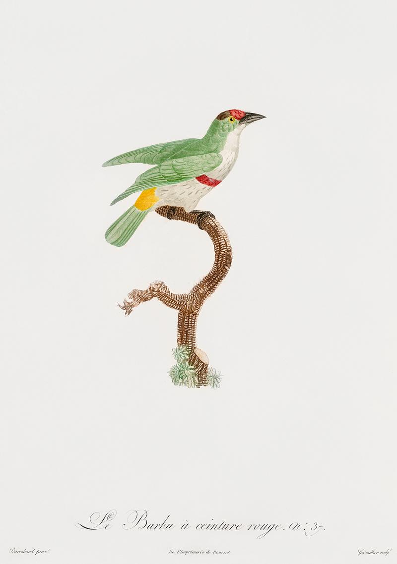 Red-belt barbet from Histoire Naturelle des Oiseaux de Paradis et Des Rolliers (1806) by Jacques Barraband (1767-1809). Original from New York public library. Digitally enhanced by rawpixel. Red-belt barbet from Histoire Naturelle des Oiseaux de Paradis et Des Rolliers (1806) by Jacques Barraband (1767-1809).…