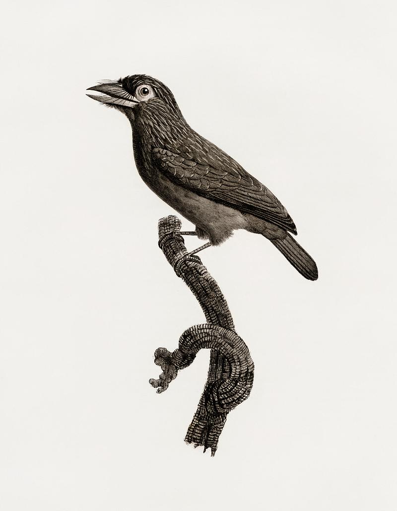 Prong-billed barbet from Histoire Naturelle des Oiseaux de Paradis et Des Rolliers (1806) by Jacques Barraband (1767-1809). Original from New York public library. Digitally enhanced by rawpixel. Prong-billed barbet from Histoire Naturelle des Oiseaux de Paradis et Des Rolliers (1806) by Jacques Barraband (1767-1809).…