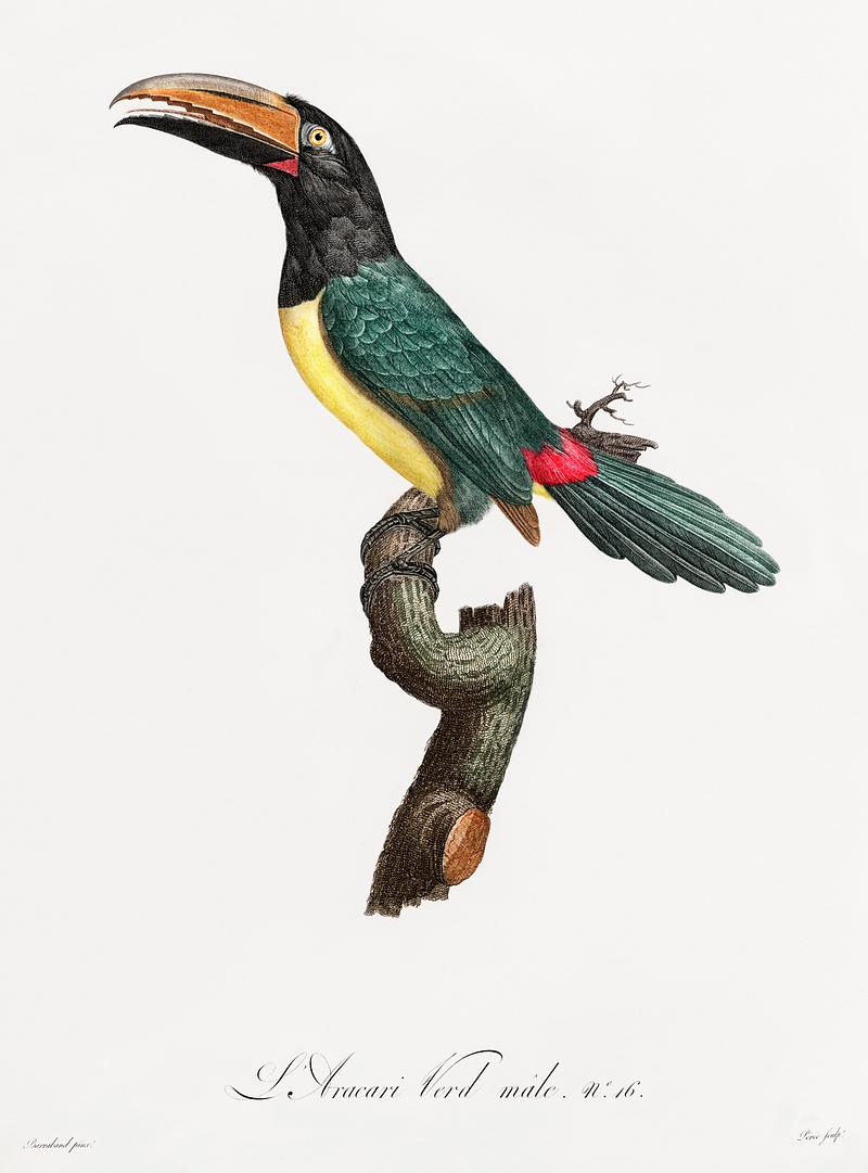 Green aracari from Histoire Naturelle des Oiseaux de Paradis et Des Rolliers (1806) by Jacques Barraband (1767-1809). Original from New York public library. Digitally enhanced by rawpixel. Green aracari from Histoire Naturelle des Oiseaux de Paradis et Des Rolliers (1806) by Jacques Barraband (1767-1809).…