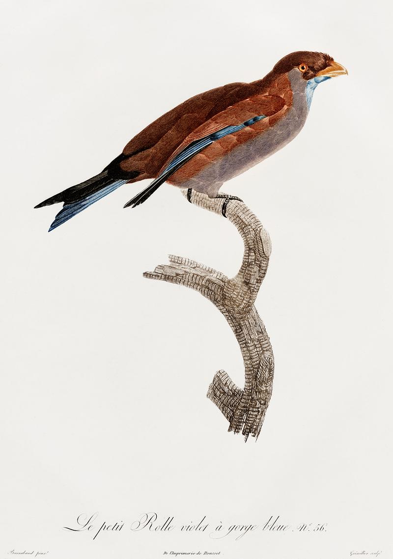 Little Lilac-breasted roller from Histoire Naturelle des Oiseaux de Paradis et Des Rolliers (1806) by Jacques Barraband (1767-1809). Original from New York public library. Digitally enhanced by rawpixel. Little Lilac-breasted roller from Histoire Naturelle des Oiseaux de Paradis et Des Rolliers (1806) by Jacques Barraband (1767…