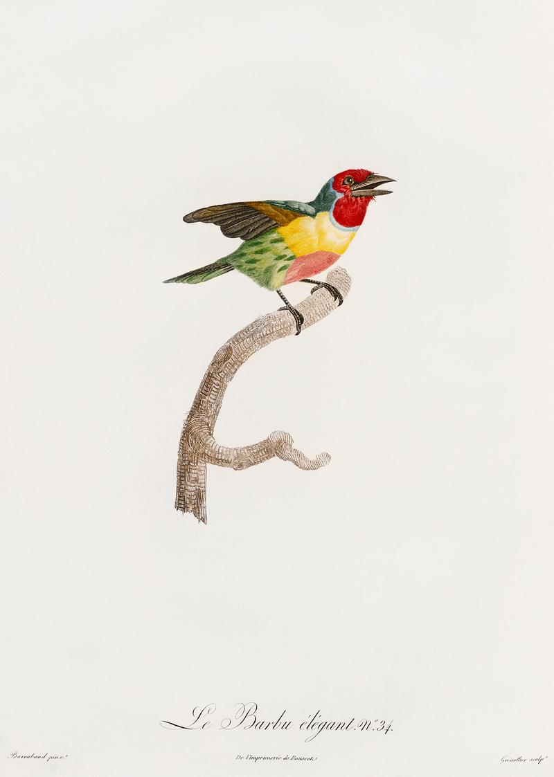 Golden-naped barbet from Histoire Naturelle des Oiseaux de Paradis et Des Rolliers (1806) by Jacques Barraband (1767-1809). Original from New York public library. Digitally enhanced by rawpixel. Golden-naped barbet from Histoire Naturelle des Oiseaux de Paradis et Des Rolliers (1806) by Jacques Barraband (1767-1809).…